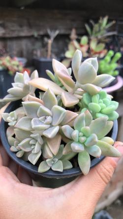 Perene: Graptopetalum Paraguayense mix , Kameni cvet 